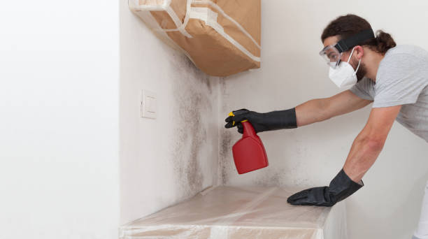 Professional Black Mold Remediation technician working in Alden, MI