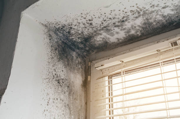 Affordable Black Mold Remediation solutions in Alden, MI